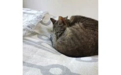 Pufz Decke Wohnwagen Weiß/grau -Outwell || High Peak || Robens Verkaufsgeschäft 553990 3686606